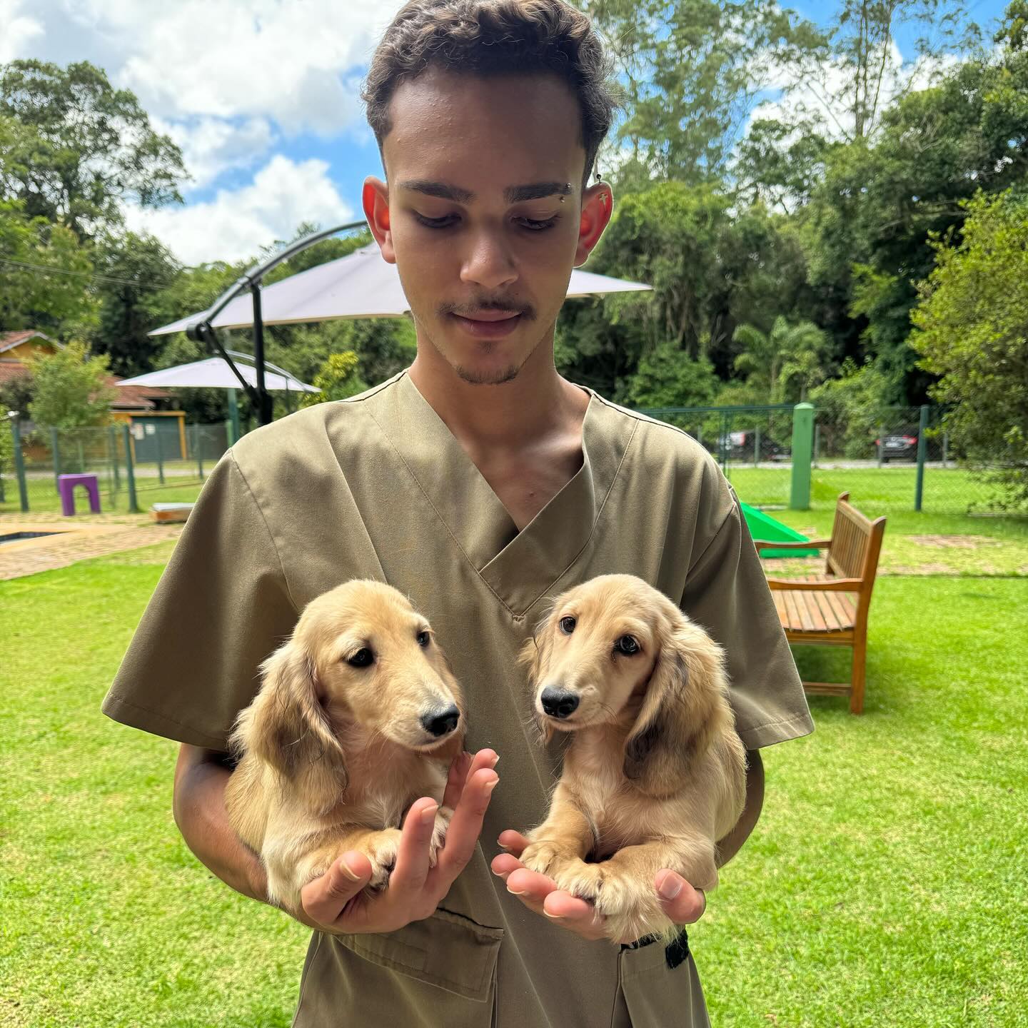 Dachshund Pelo Longo
