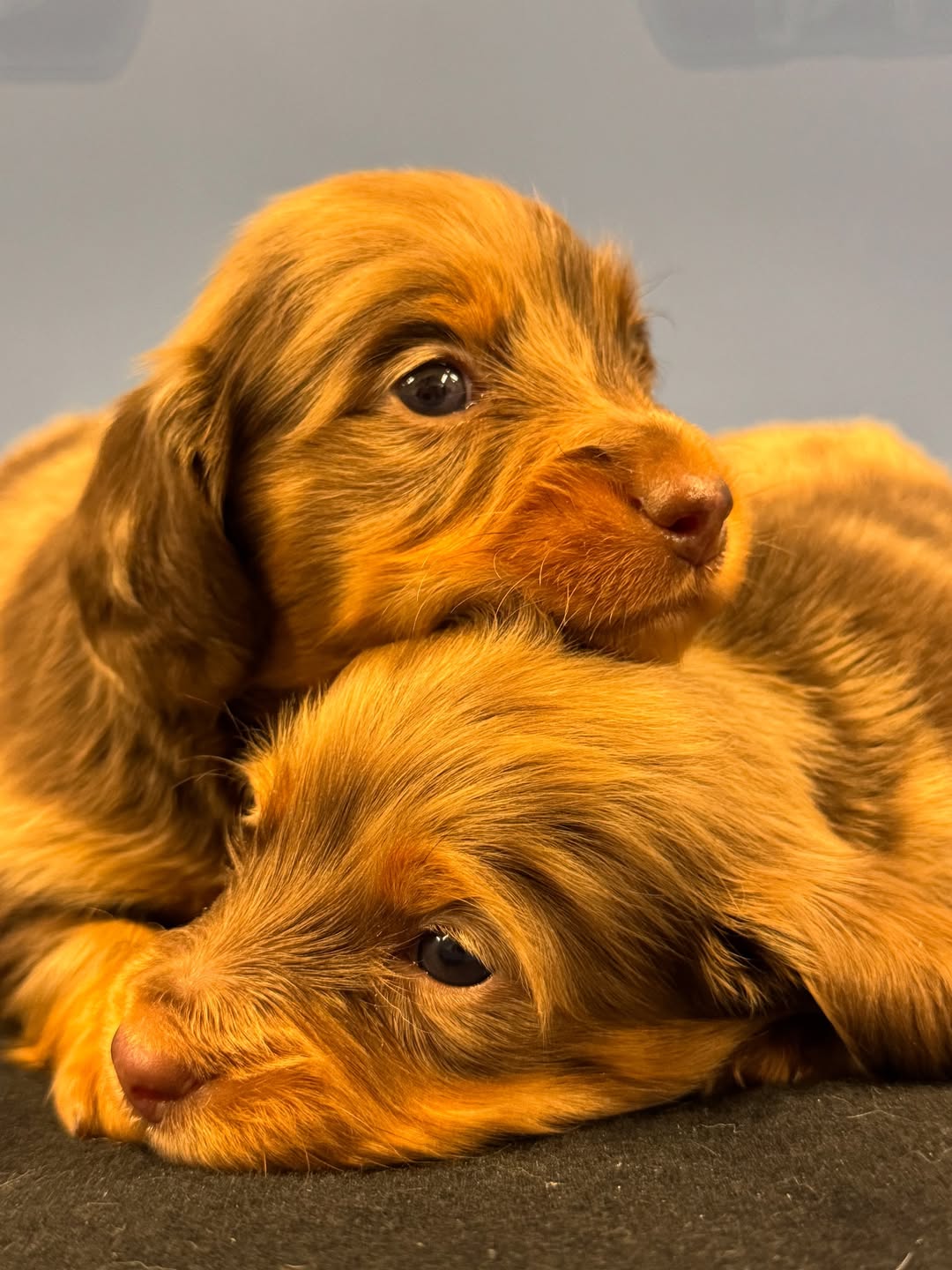 Filhotes Dachshund Salatino