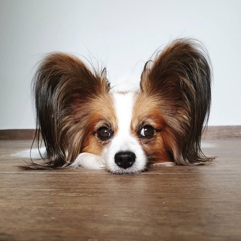 Papillon e Phalene do Clube Salatino - características da raça