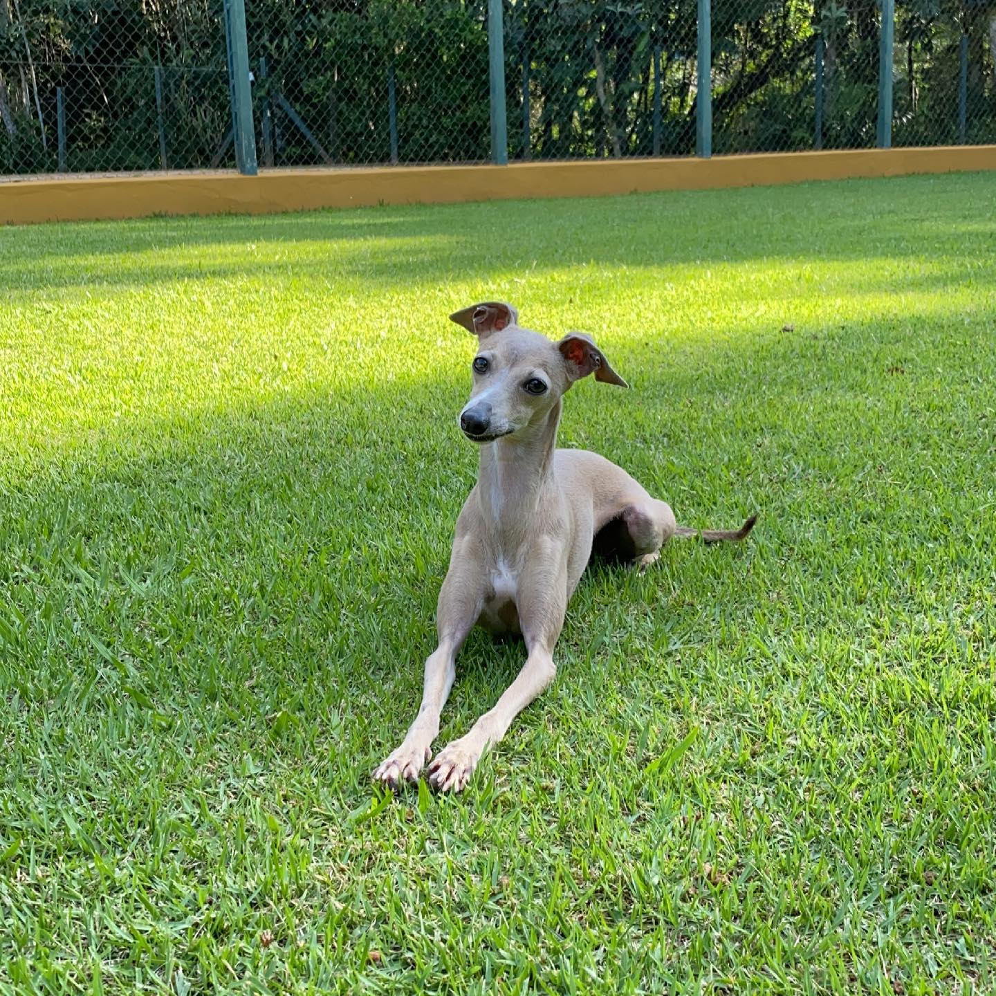 Galgo Italiano Salatino - Foto 1 da galeria de cães