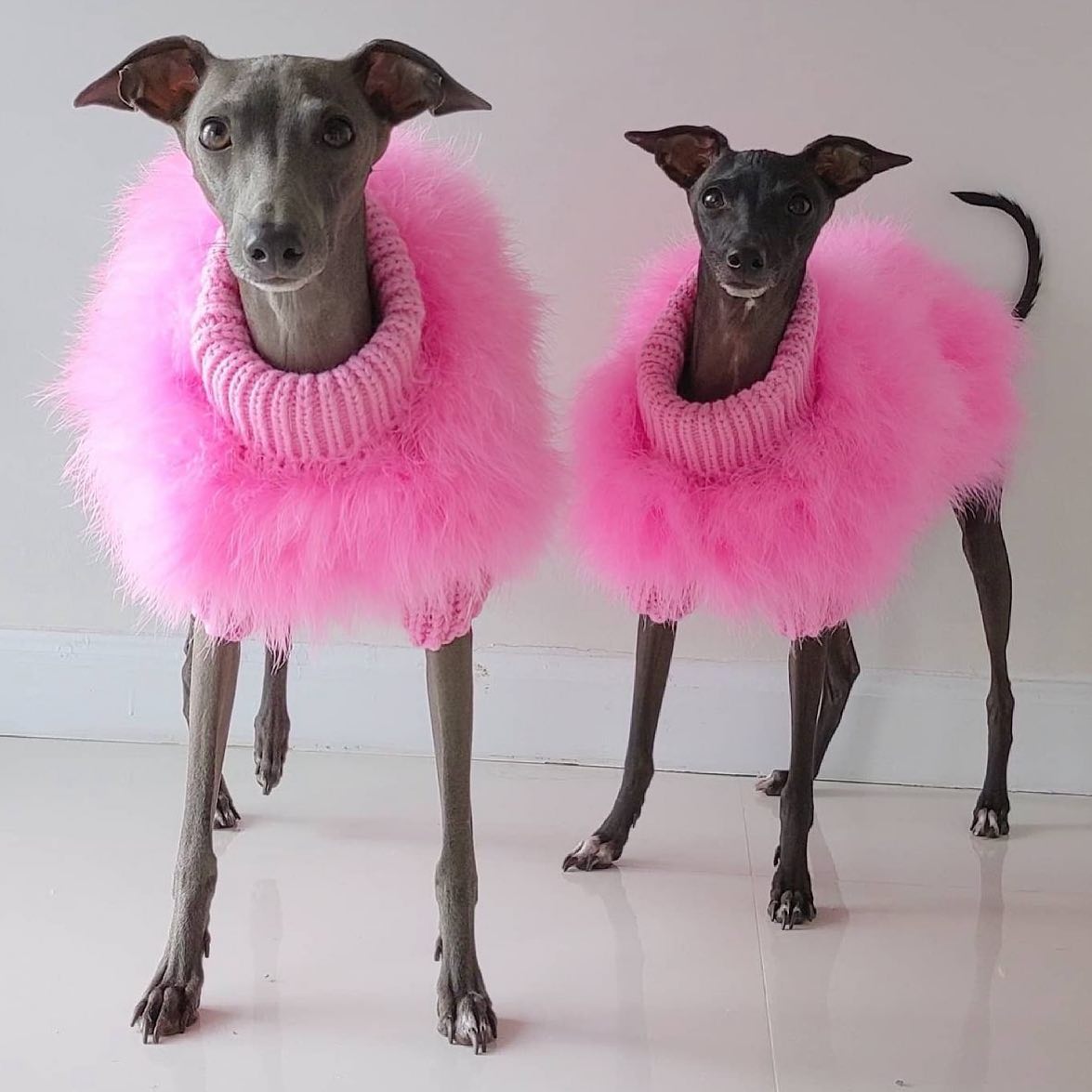 Galgo Italiano Salatino - Foto 2 da galeria de cães