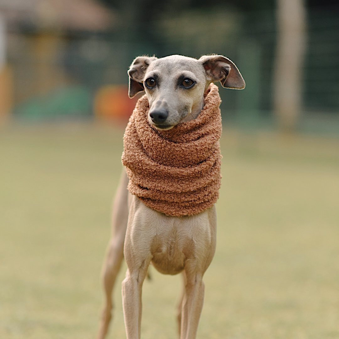 Galgo Italiano Salatino - Foto 4 da galeria de cães