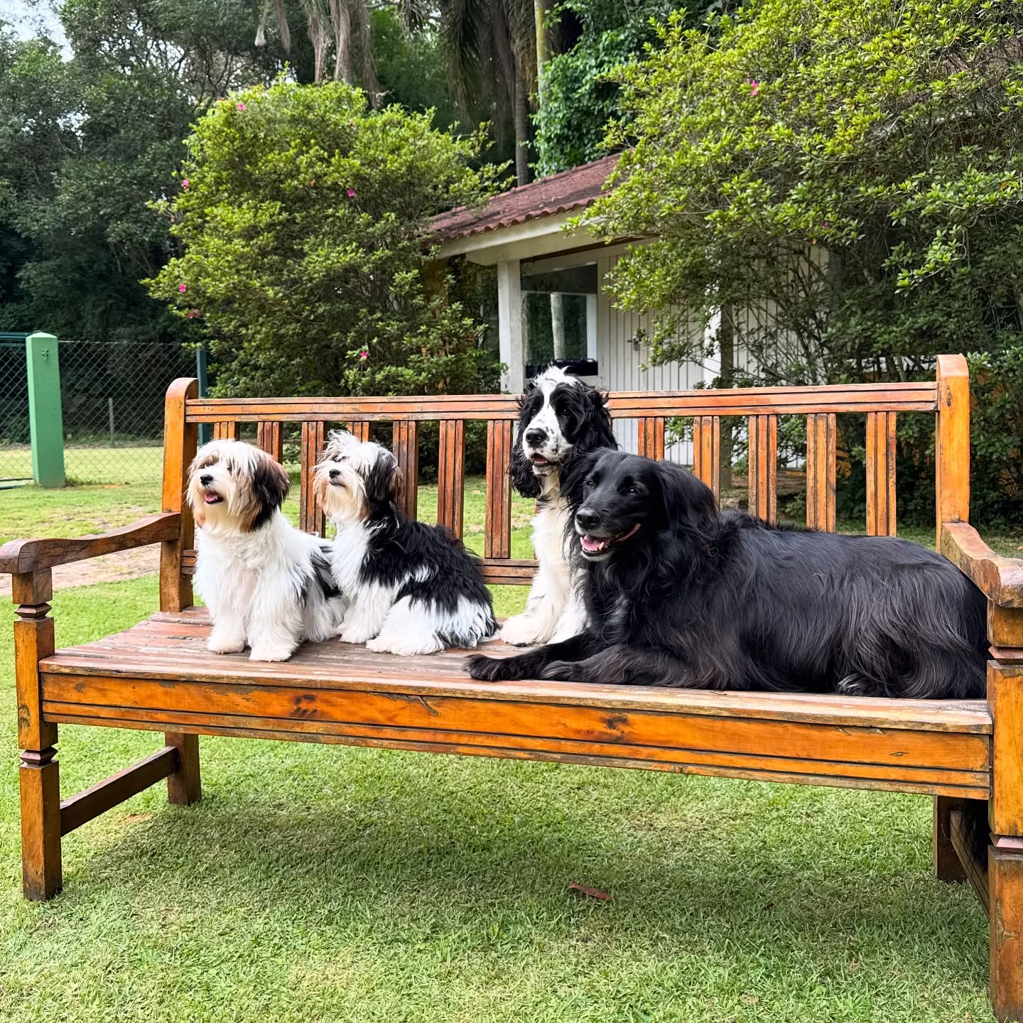 Cães relaxando no Hotel Salatino