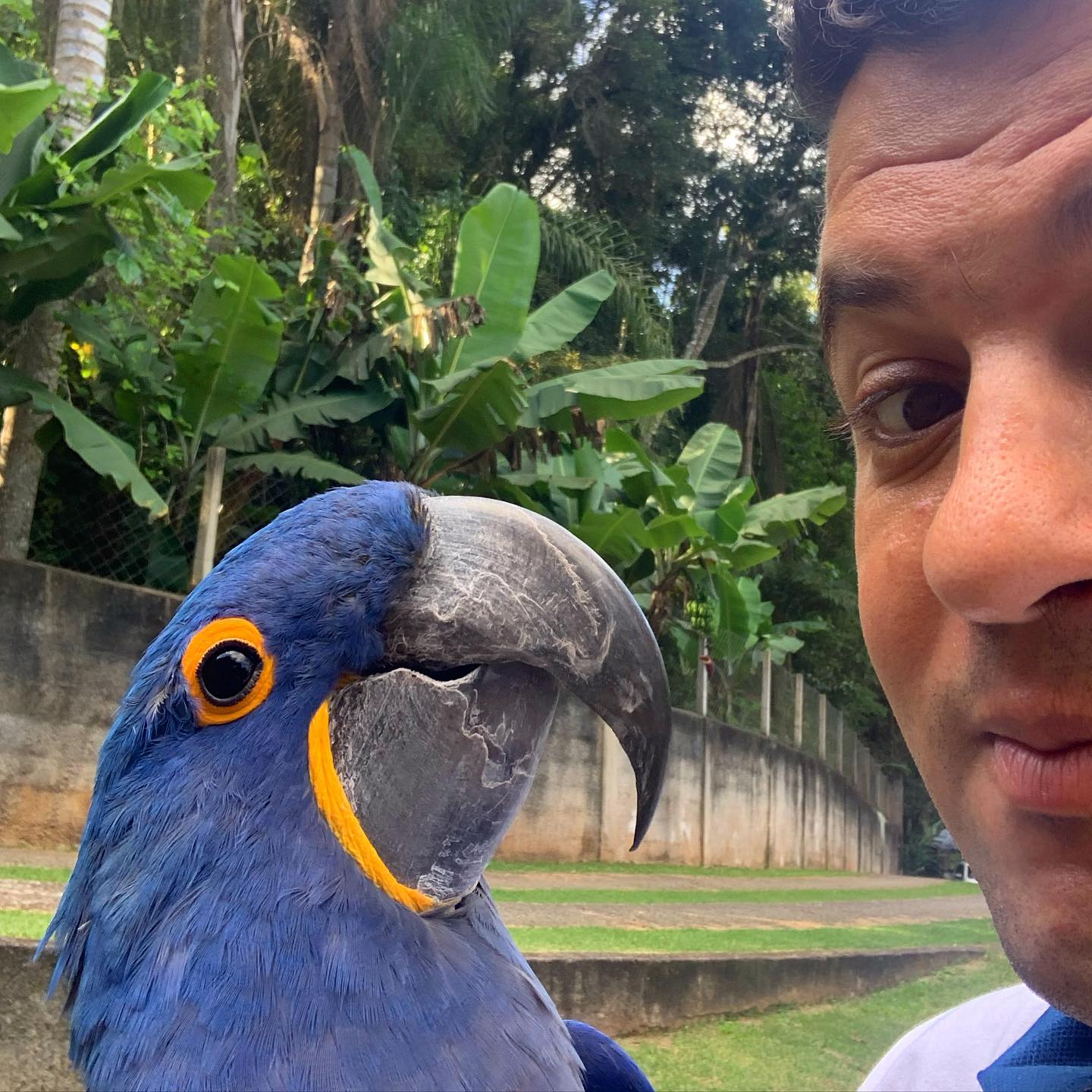 Transporte internacional de cães Salatino